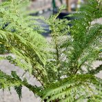 Diksónia antarktická (Dicksonia antarctica) – výška 100-120 cm, výška kmeňa 20-30 cm, kont. C45L